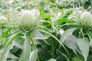 cây bạch truật