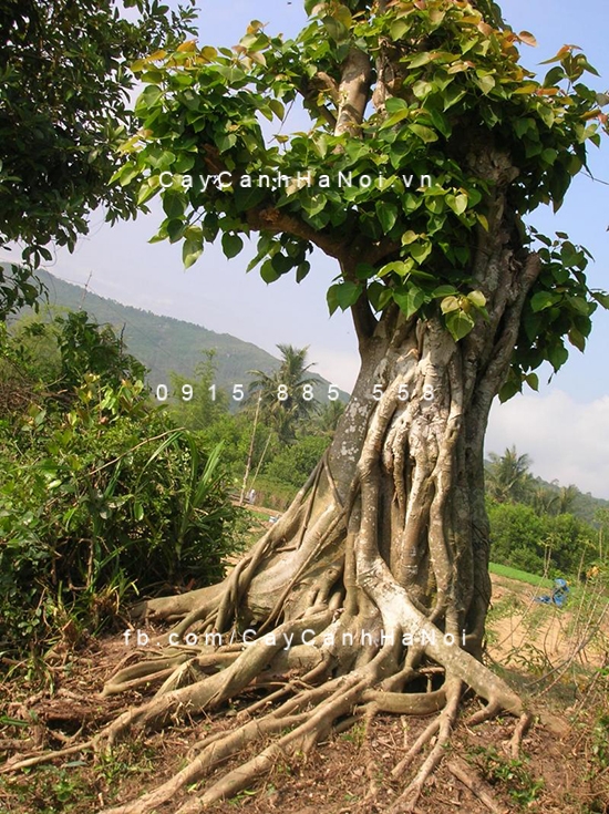 cây bồ đề - Image 2