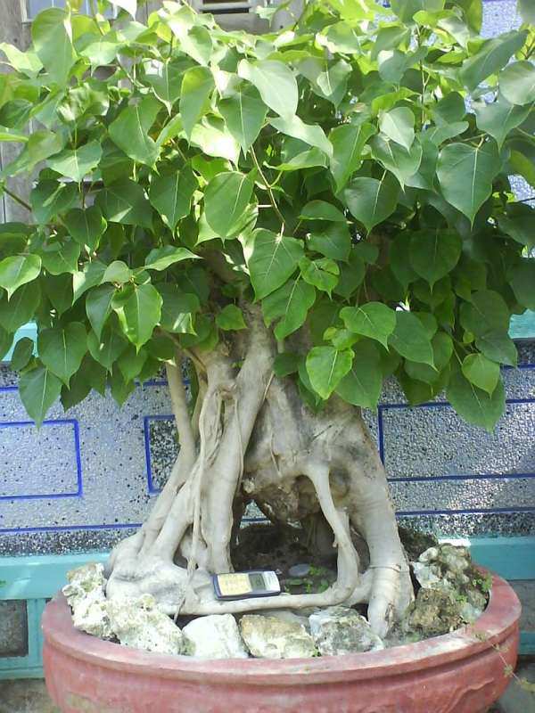 cây bồ đề - Image 3