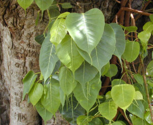cây bồ đề