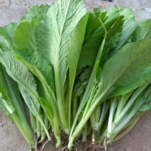 cây cải bẹ xanh