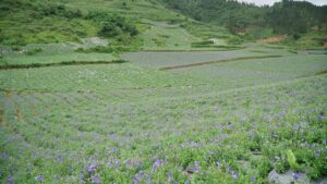 cây cát cánh rừng