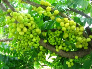 cây chùm ruột