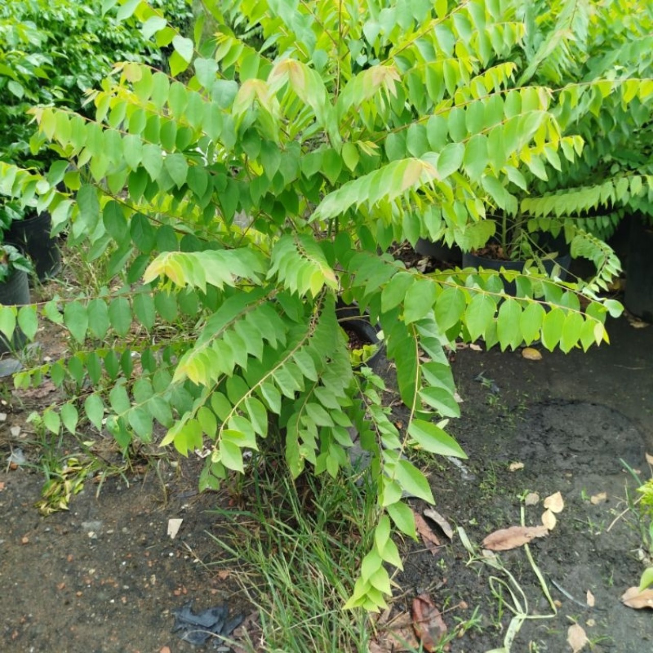 cây chùm ruột - Image 4