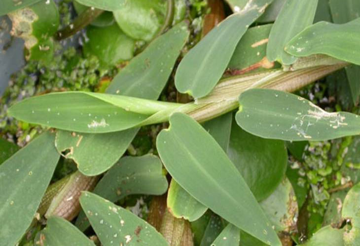 cây cỏ chân vịt - Image 2
