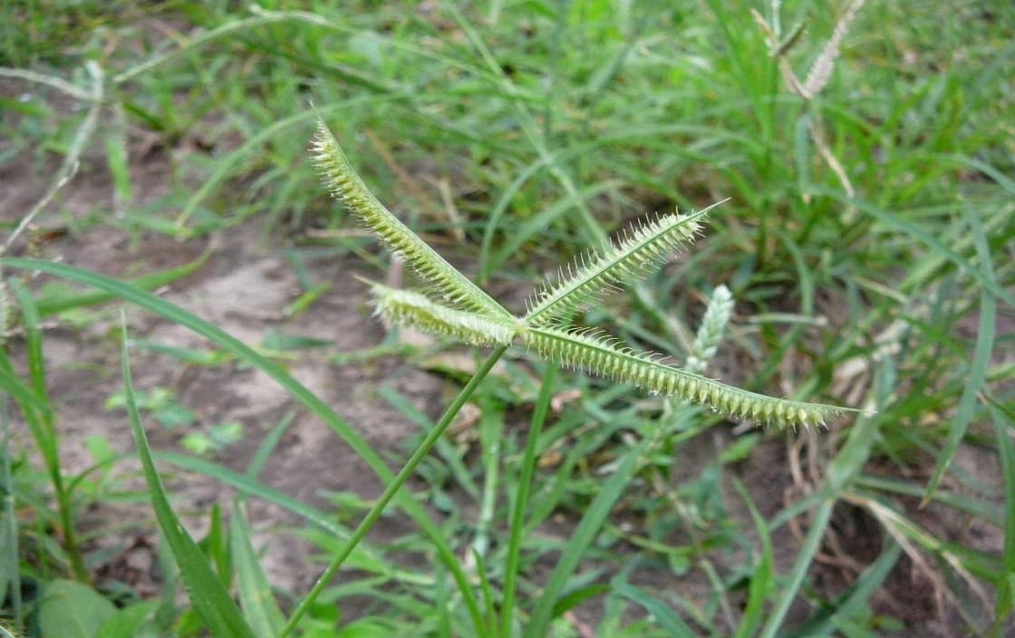 cây cỏ chân vịt - Image 4