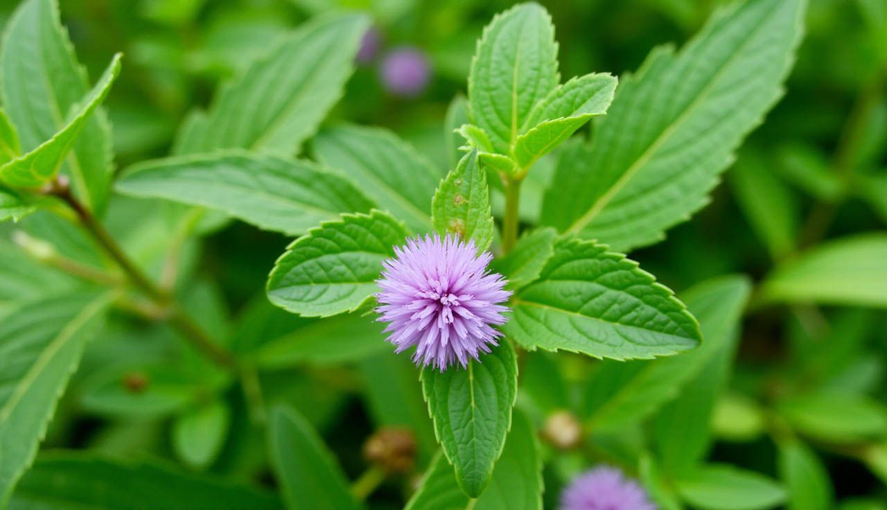 cây cỏ hôi - Image 1