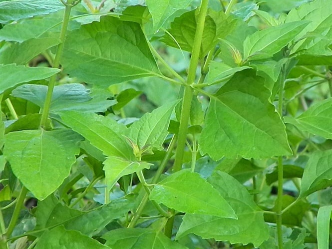 cây cỏ lào - Image 5