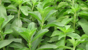 cây cỏ ngọt