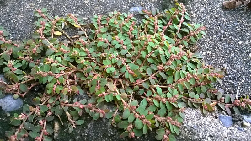 cây cỏ sữa - Image 4