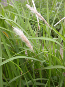 cây cỏ tranh