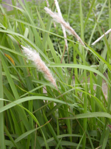 cây cỏ tranh rừng