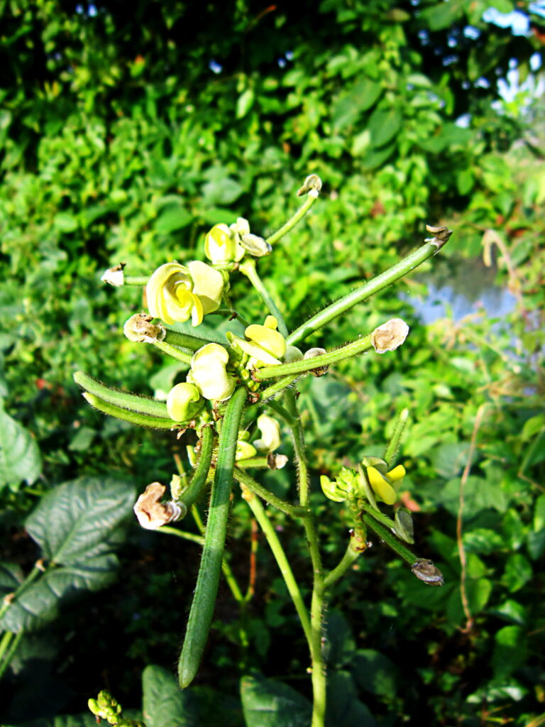 cây đậu xanh