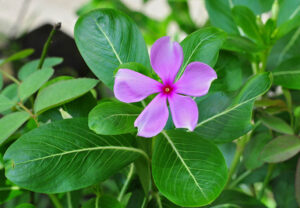 cây dừa cạn