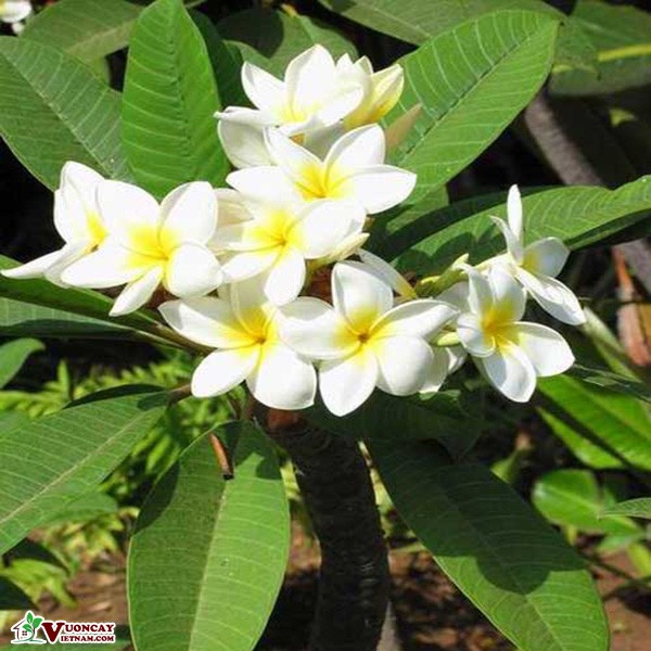 cây hoa đại - Image 2