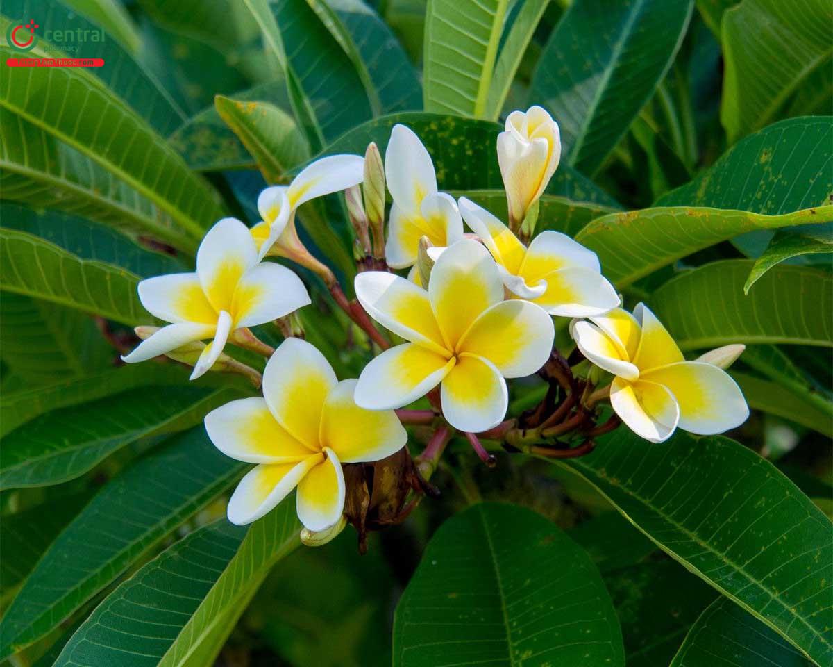 cây hoa đại - Image 5