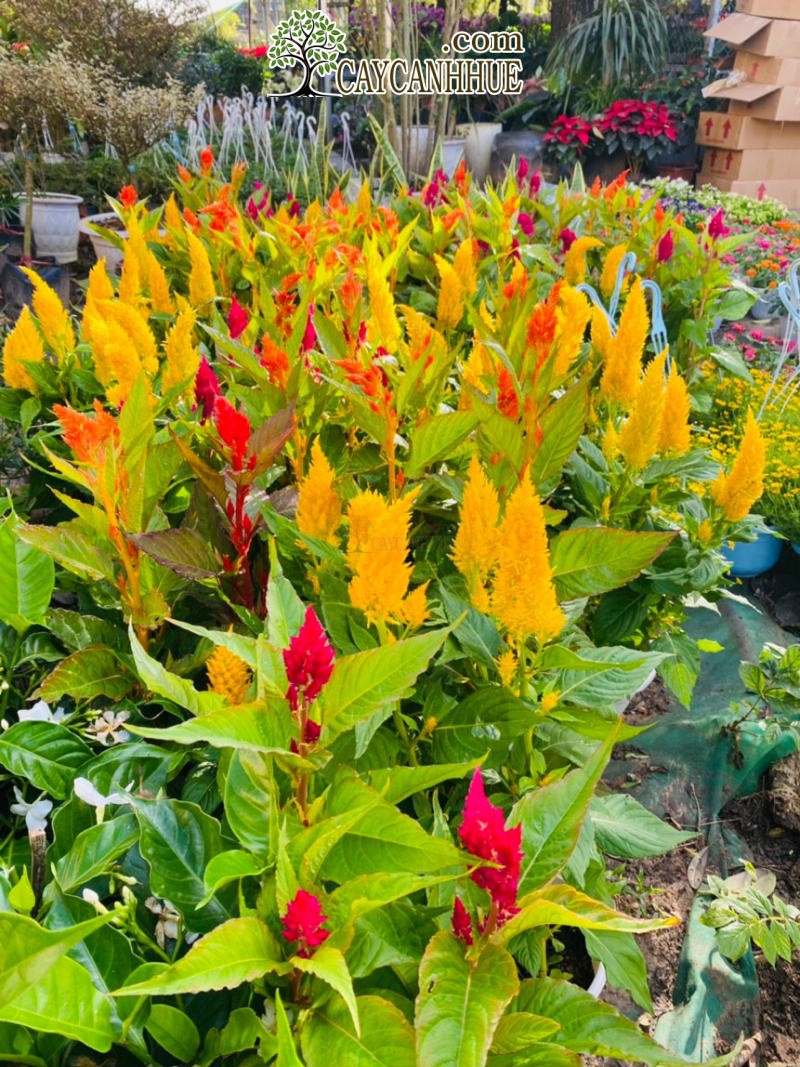 cây hoa mào gà - Image 3