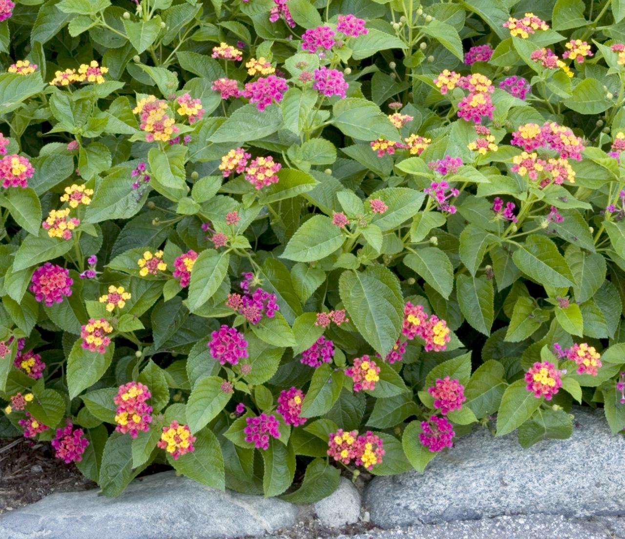 cây hoa ngũ sắc - Image 4
