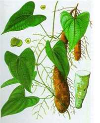 cây hoài sơn - Image 4