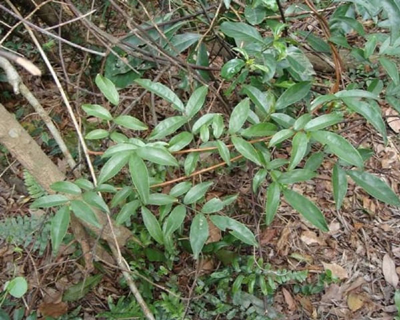 cây kê huyết đằng - Image 3