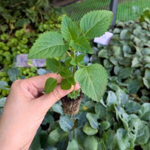 cây kinh giới trồng