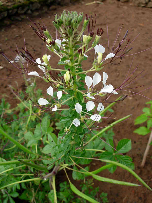cây mần ri - Image 5
