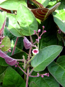 cây mơ tam thể