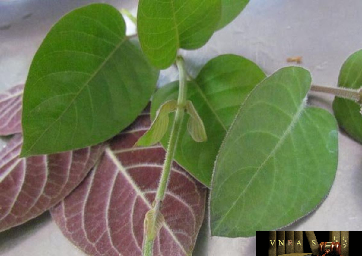 cây mơ tam thể - Image 3