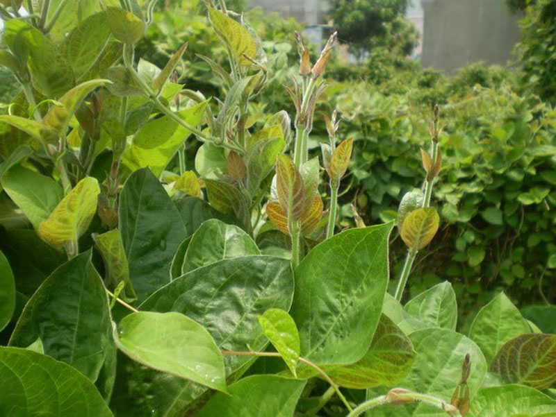cây mơ tam thể - Image 5