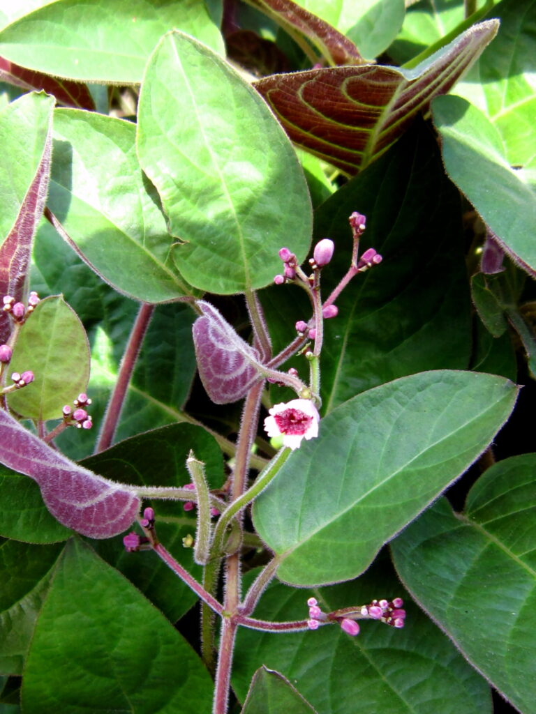cây mơ tam thể