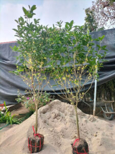 cây mộc hương
