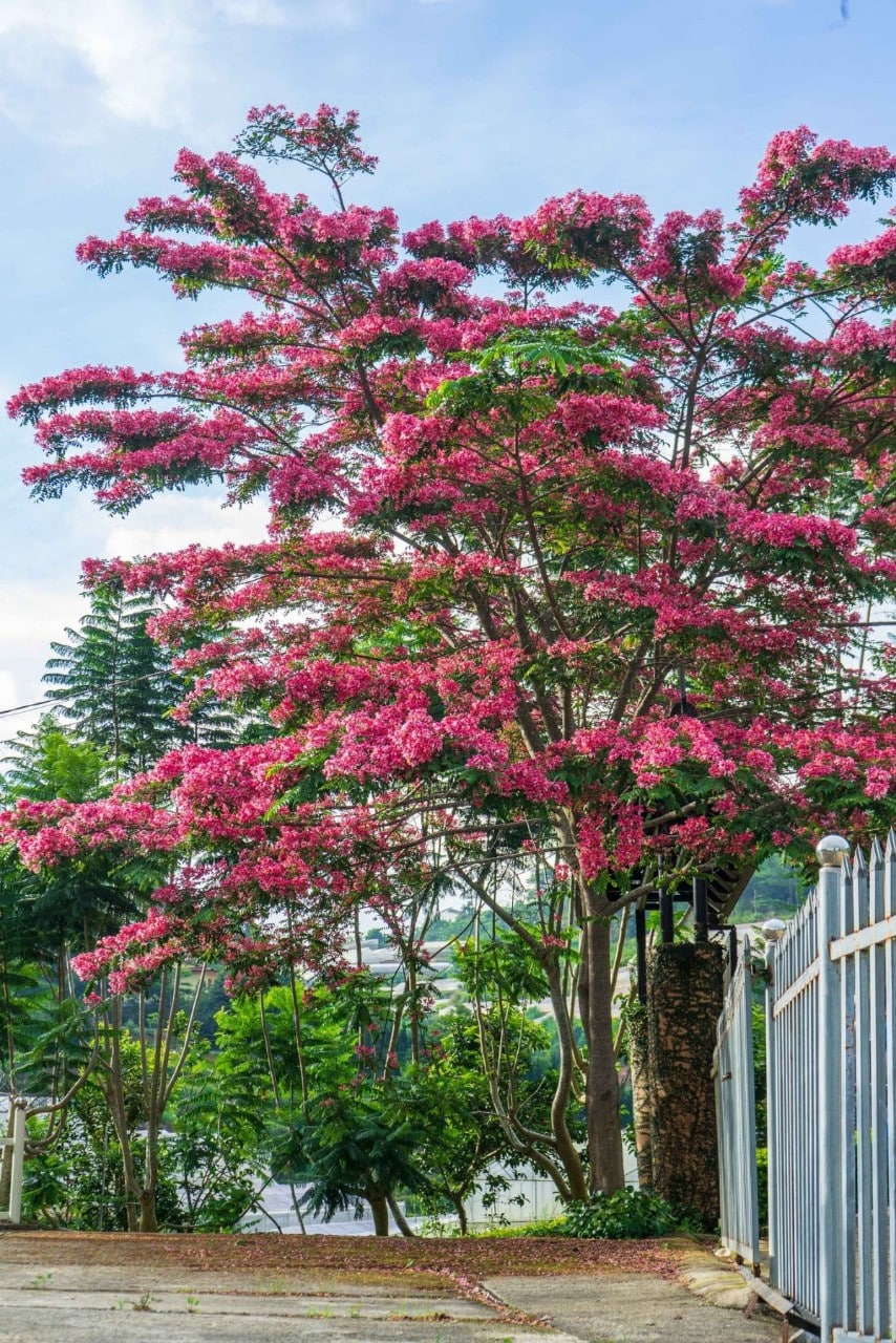 cây muồng hoa đào - Image 5