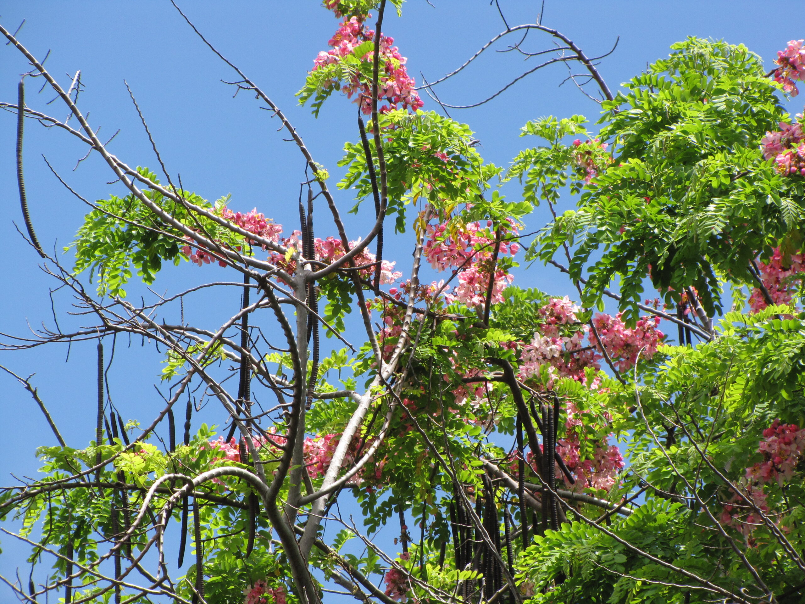 cây muồng hoa đào - Image 1
