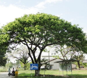 cây muồng ngủ