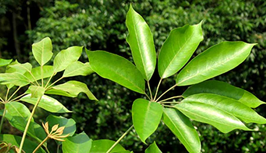 cây ngũ gia bì chân chim - Image 3