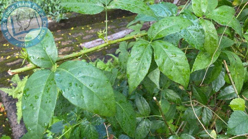 cây ngũ gia bì gai - Image 4