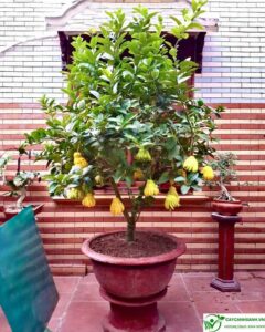 cây phật thủ
