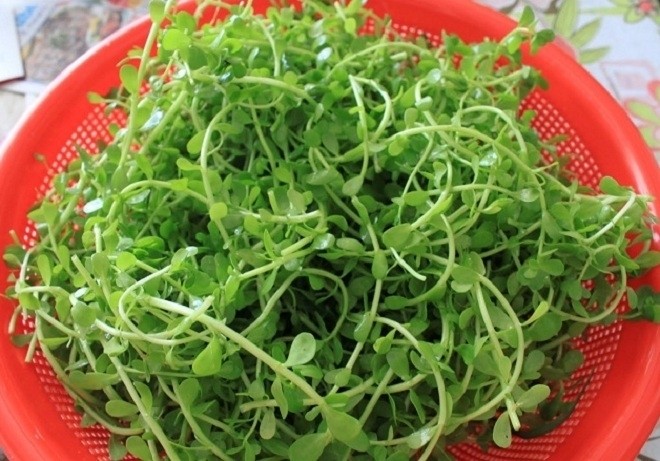 cây rau đắng biển - Image 3