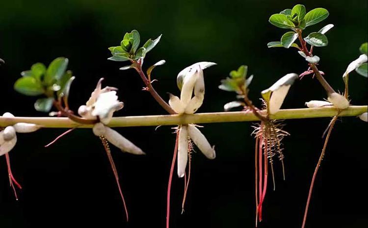 cây rau dừa nước - Image 2