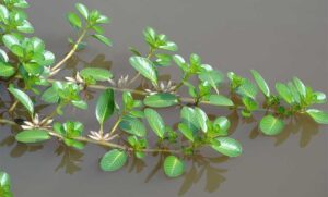 cây rau dừa nước