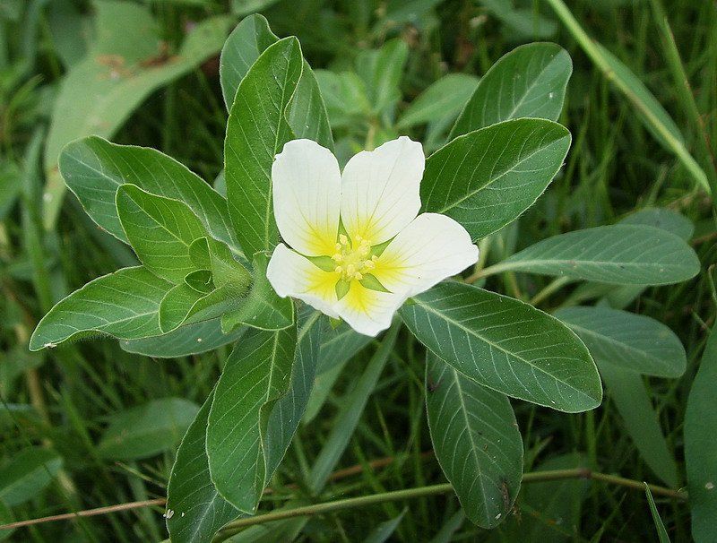 cây rau dừa nước - Image 3