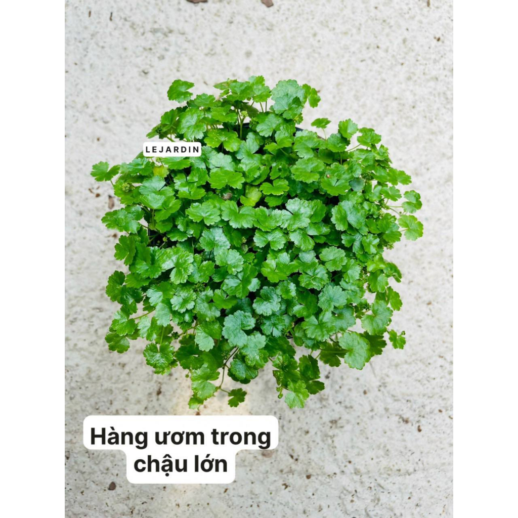 cây rau má cạn - Image 2