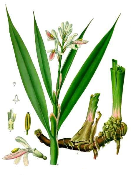 cây riềng - Image 3