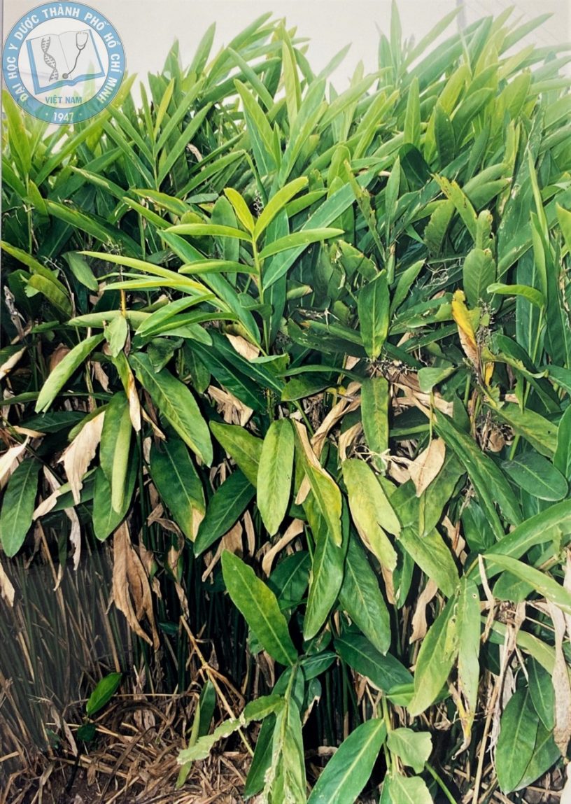 cây riềng - Image 5