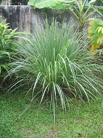 cây sả - Image 2