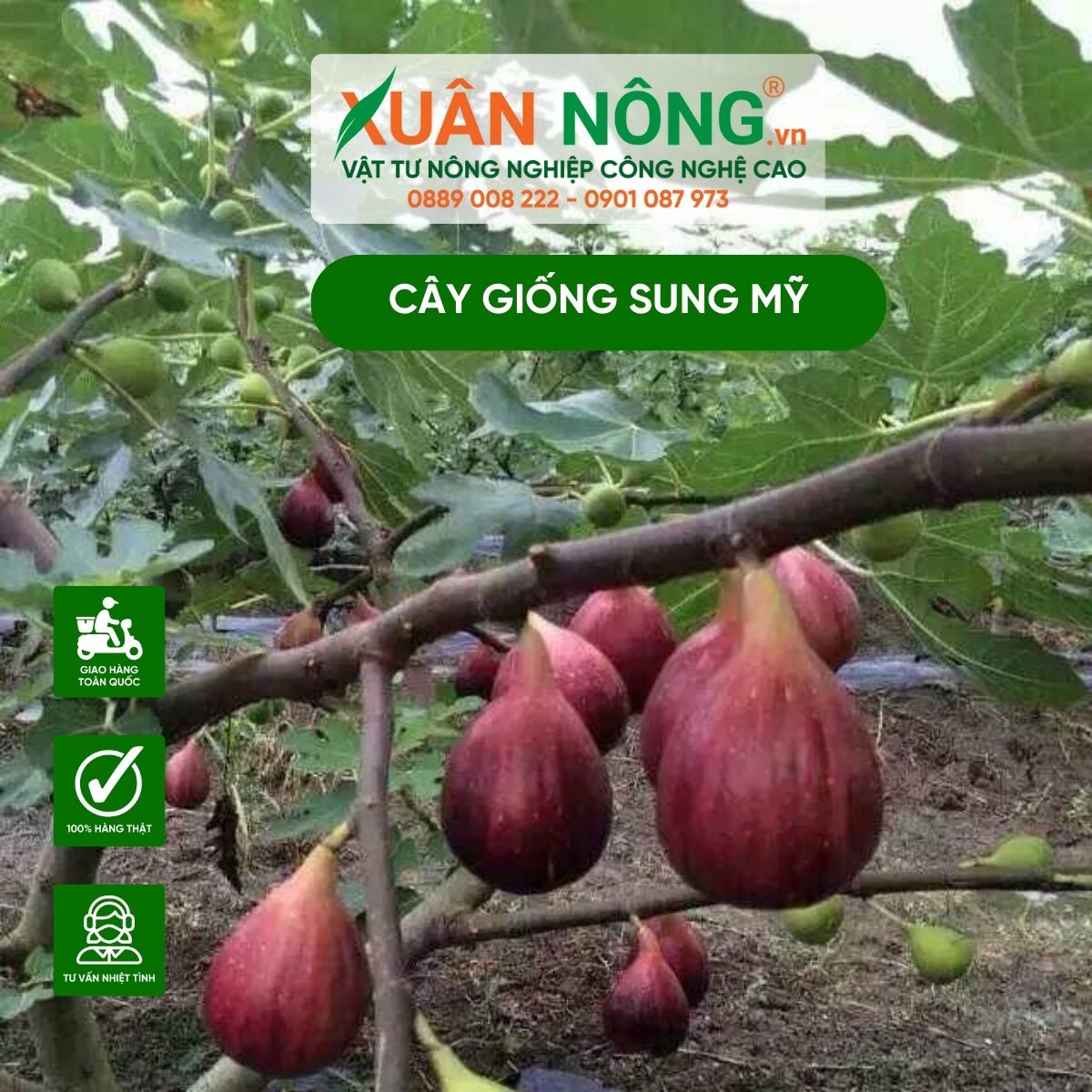 cây sung - Image 5