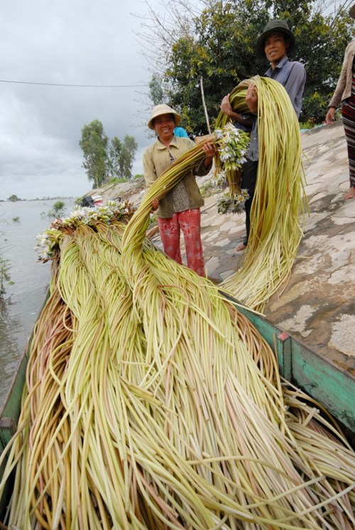 cây súng ma - Image 2