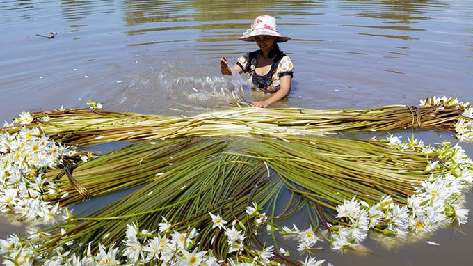 cây súng ma - Image 3