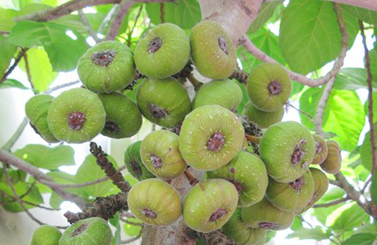 cây vả - Image 4