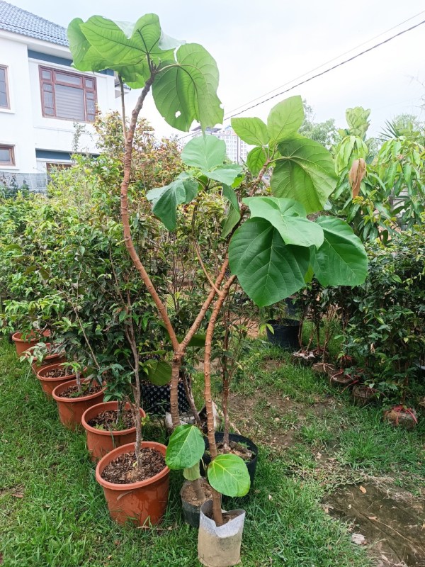cây vả - Image 5